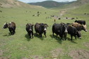#10: The yaks lining up to confront Oreo