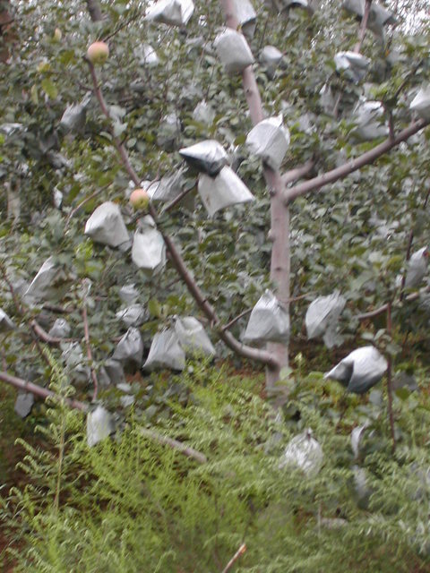 Individually wrapped apples protect them from nasty bugs and animals