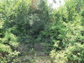 #6: Looking south