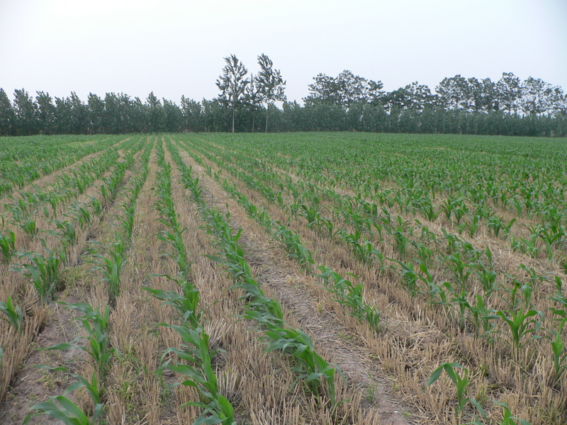 Looking north to a line of trees about 80 m away, marking a canal