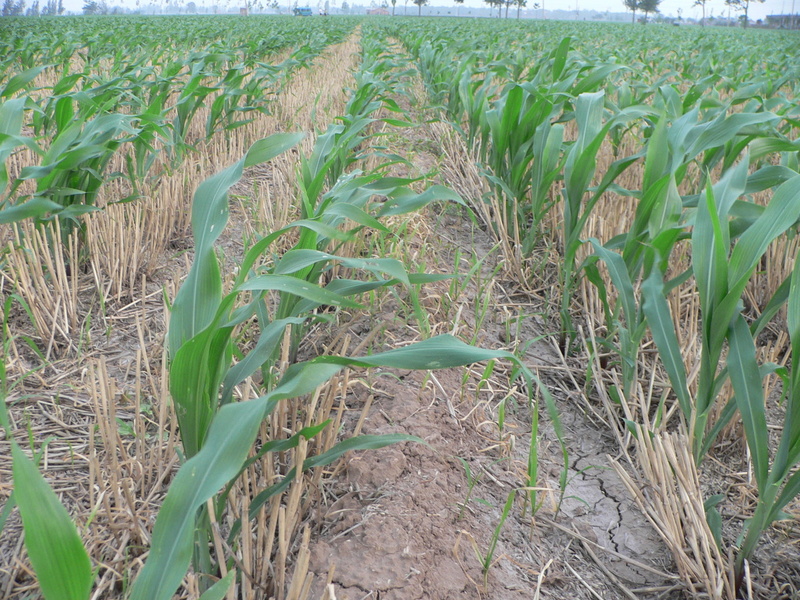 Young corn plants growing amongst the stalks of recently harvested wheat