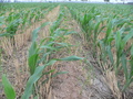 #6: Young corn plants growing amongst the stalks of recently harvested wheat