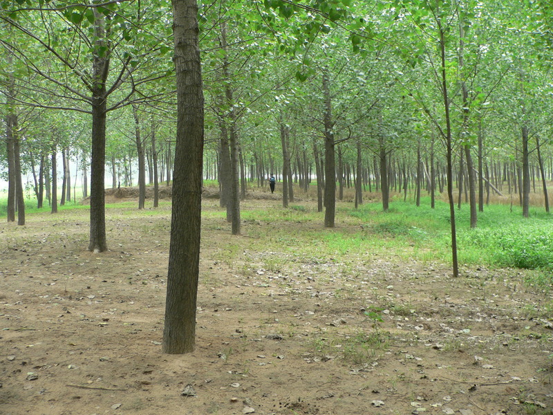 Continuing on towards the confluence through a long grove of trees