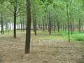 #4: Continuing on towards the confluence through a long grove of trees