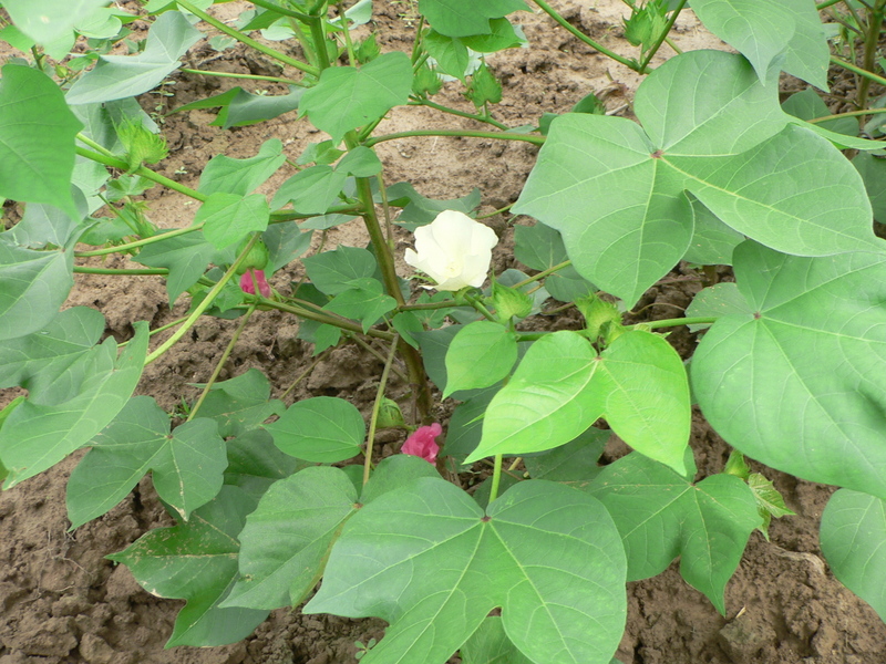 Cotton plant with white and pink flowers