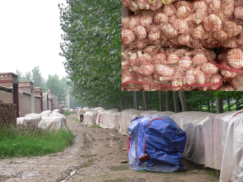 Piles and piles of garlic; inset: a peek under the covers