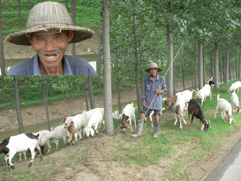 Goatherd and his charges; inset: his amiable smile