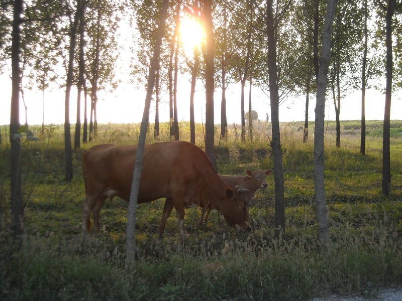 bucolic farm scene near 35N 199E