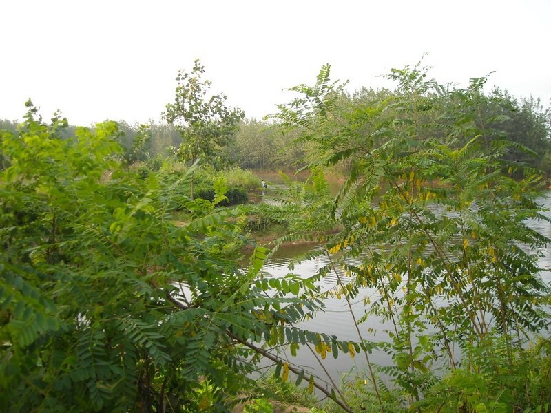 large pond to north of trail to 35N 119E