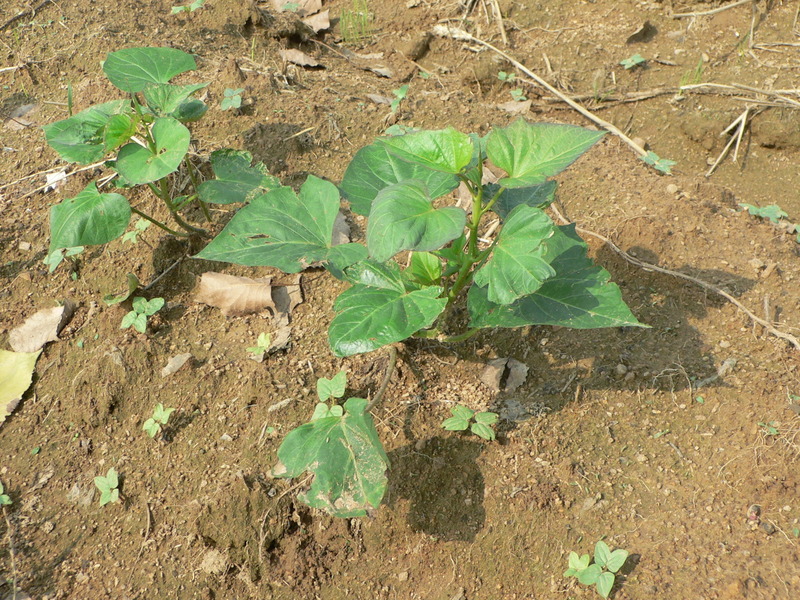 Sweet potato planted next to the confluence