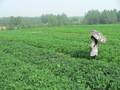 #4: Ah Feng crossing a field of peanuts on her way to the confluence