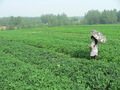 #4: Ah Feng crossing a field of peanuts on her way to the confluence