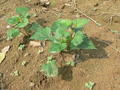 #5: Sweet potato planted next to the confluence