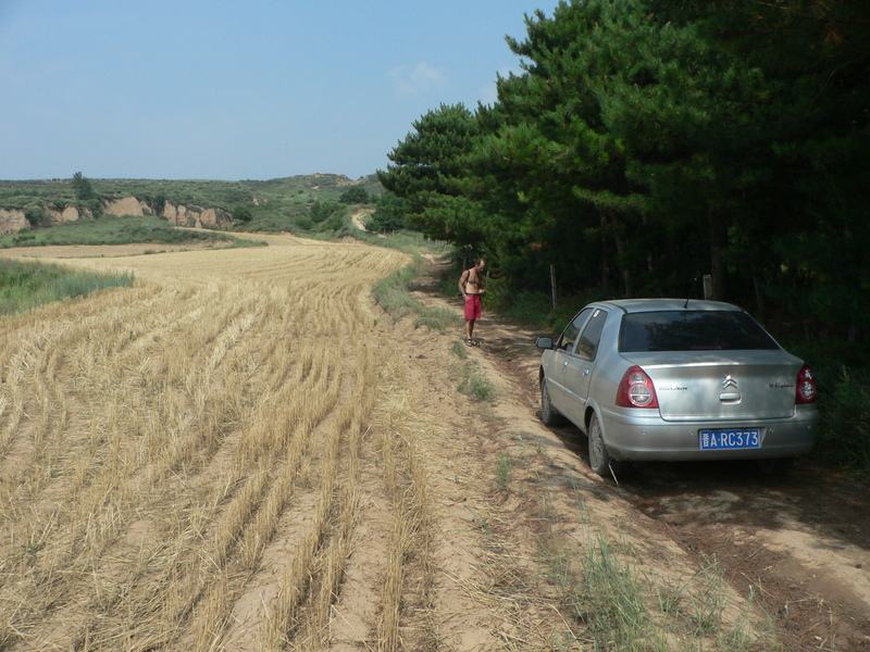 Wheat field 200 m from the confluence