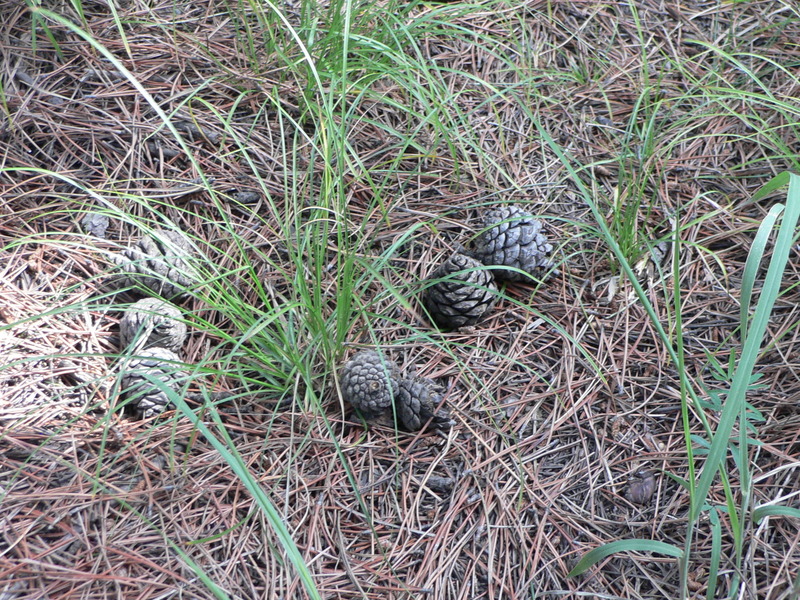 Pinecones and pine needles