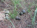 #4: Pinecones and pine needles