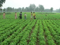 #8: Looking east, with the locals gathering around Ah Feng