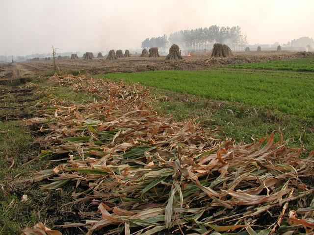 General view - burning field