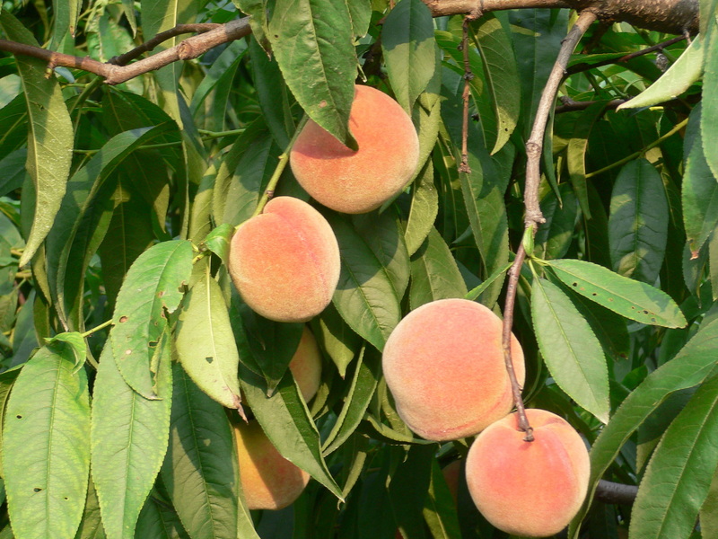 Beautiful peaches