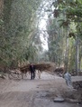 #9: A boy transporting crops at the Confluence