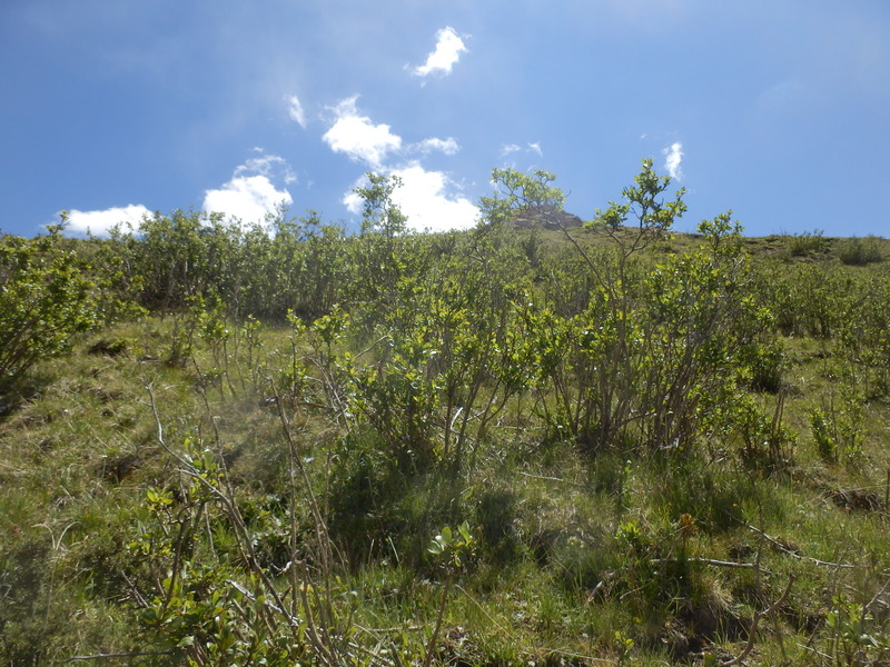 View to the South