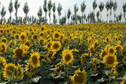 #10: Sun flower field nearby