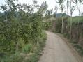 #4: Western View