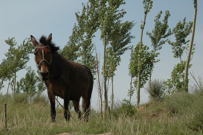 A lone mule near the confleunce point