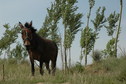 #7: A lone mule near the confleunce point