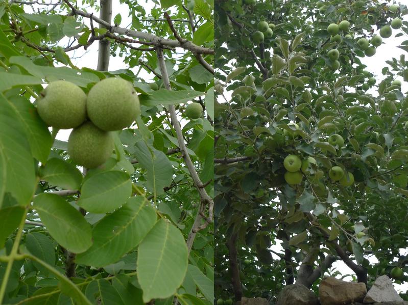 Walnuttree near CP and apple along the road.