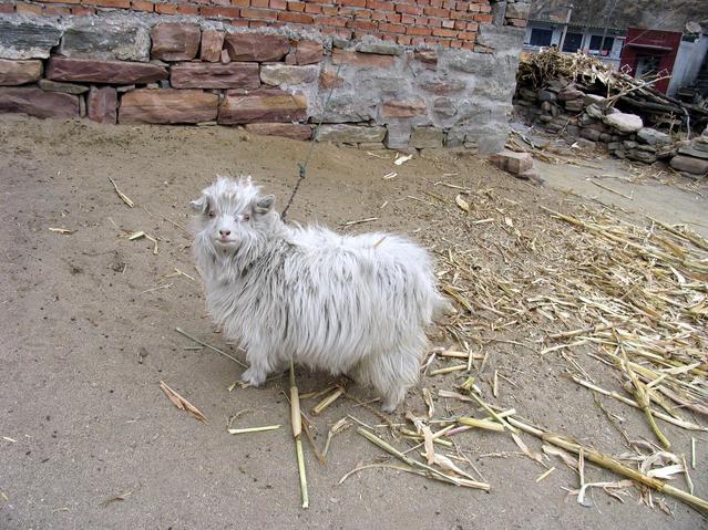 a cute goat near the road