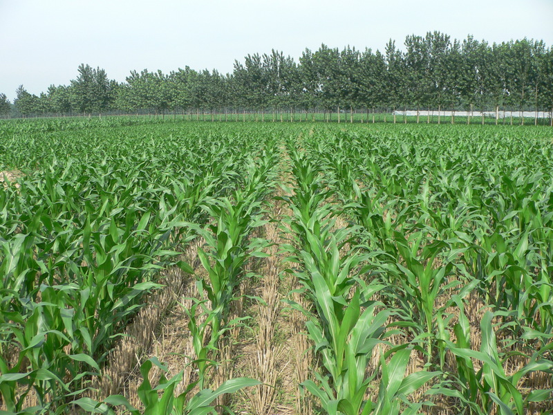 Looking east; the line of trees marking the position of the dirt road