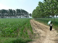 #5: Ah Feng setting out on the dirt road leading to the confluence