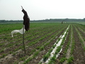 #6: Scarecrows near the confluence