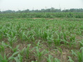 #10: Looking west, towards the dirt road and the canal