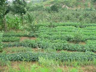 #1: The general area as seen from the road, 10 m east; the confluence right in the middle of the photo