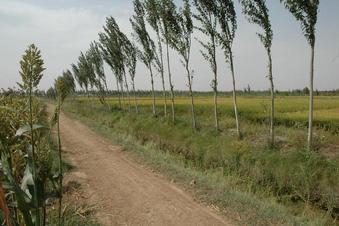 #1: Confluence point 20 meters away near the birch tree