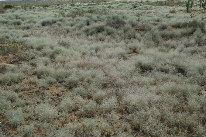 Herbs growing near the confluence point