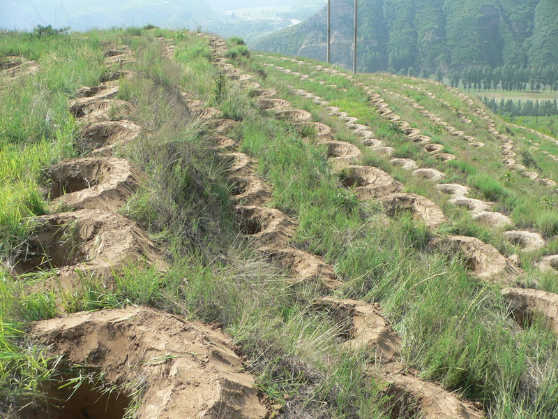 Holes for tree planting