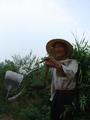 #7: local farmer near confluence