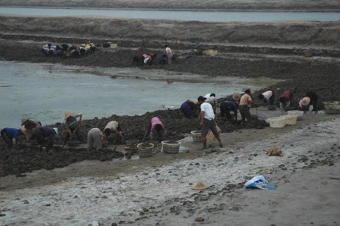 Harvesting clams