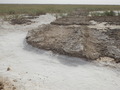 #9: Salty ground cover