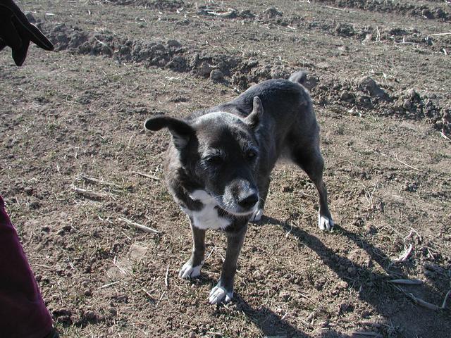 The line hunting dog - Oreo at the point