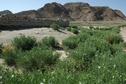 #9: Flowering desert plants