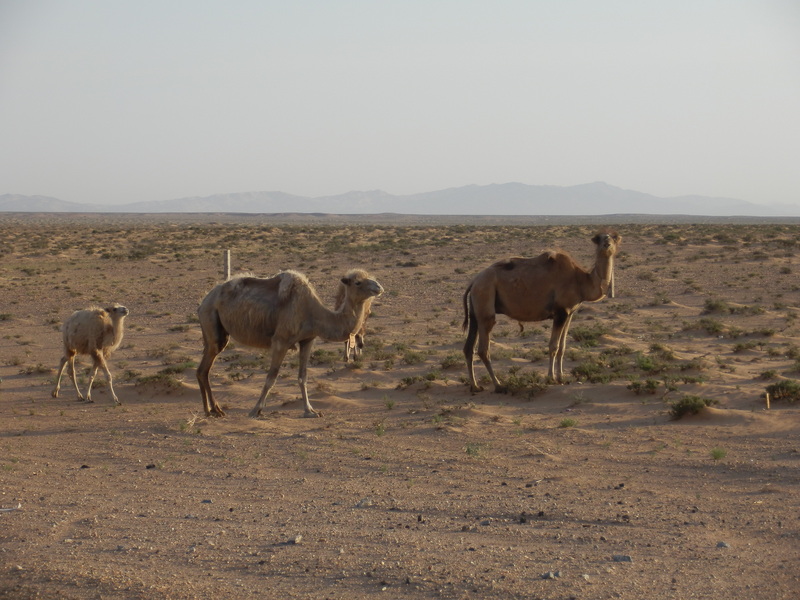 Camel Family Nearby