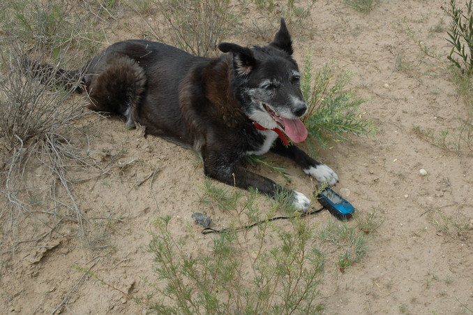 Oreo checking on the GPS