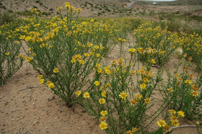 Flowers on the dune