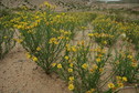 #9: Flowers on the dune