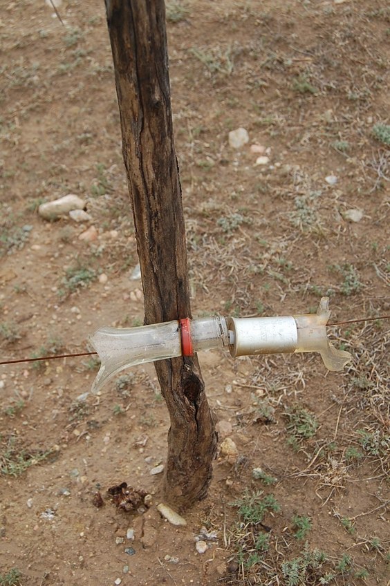 Bottle necks used as electric fencing insulators