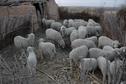 #9: Sheep living on the Conflunece point also